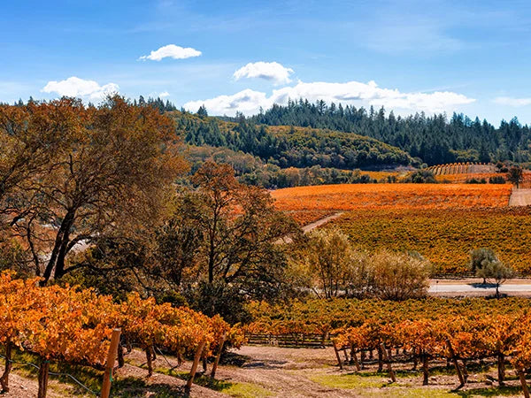 Herbstliche Weinbergslandschaft in Kalifornien, dass als die typische Lage und Boden für die Zinfandel-Rebe gilt.